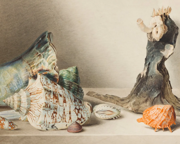 Still life depiction of sea shells