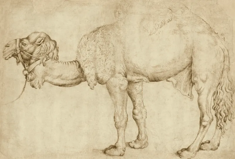 Study of a Dromedary, after Gentile Bellini (?)